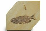 Mioplosus Fossil Fish With Diplomystus & Knightia - Wyoming #349228-1